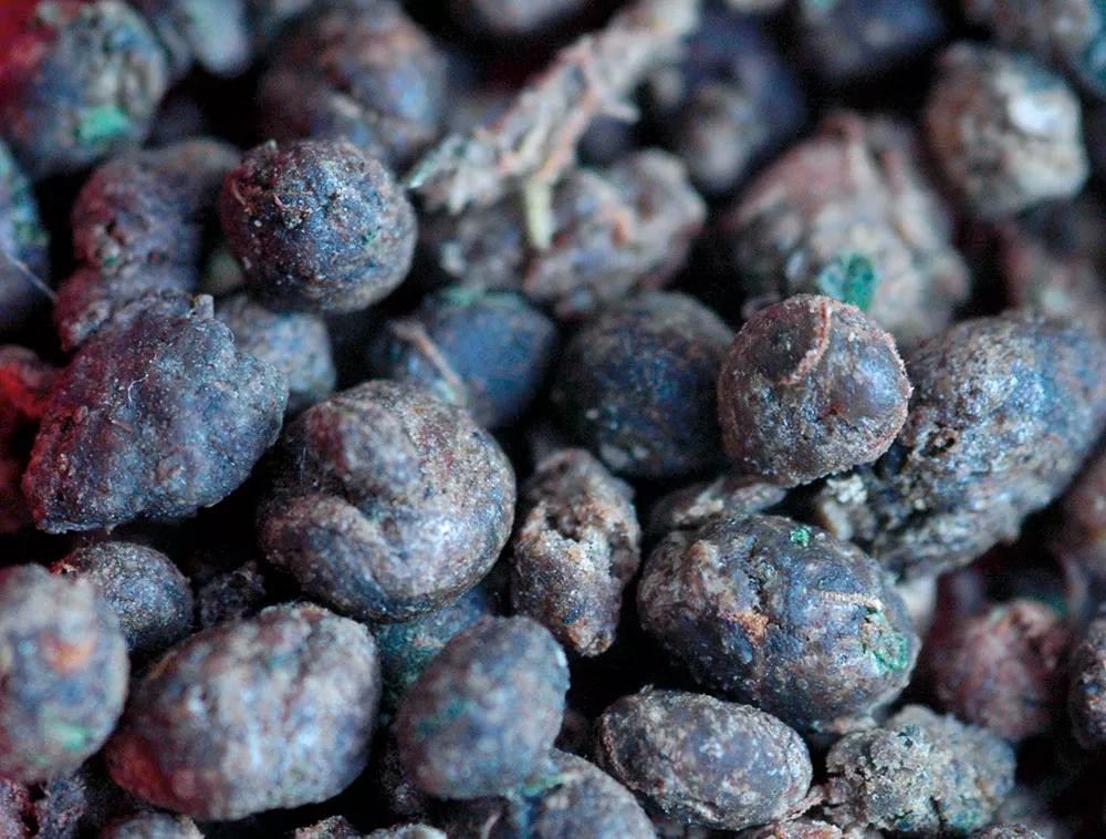 El charas, hachís obtenido frotando las plantas vivas, huele a hierba fresca porque conserva sus terpenos volátiles. 