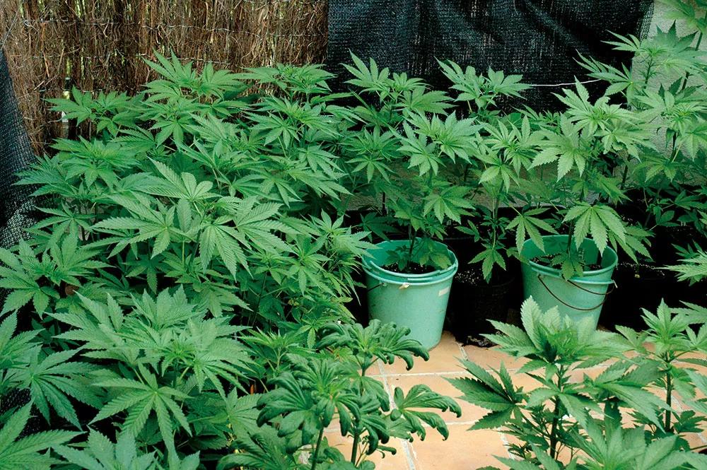 Las hojas grandes y abundantes, de un bonito color verde intenso, son el más claro síntoma de que las plantas están sanas.