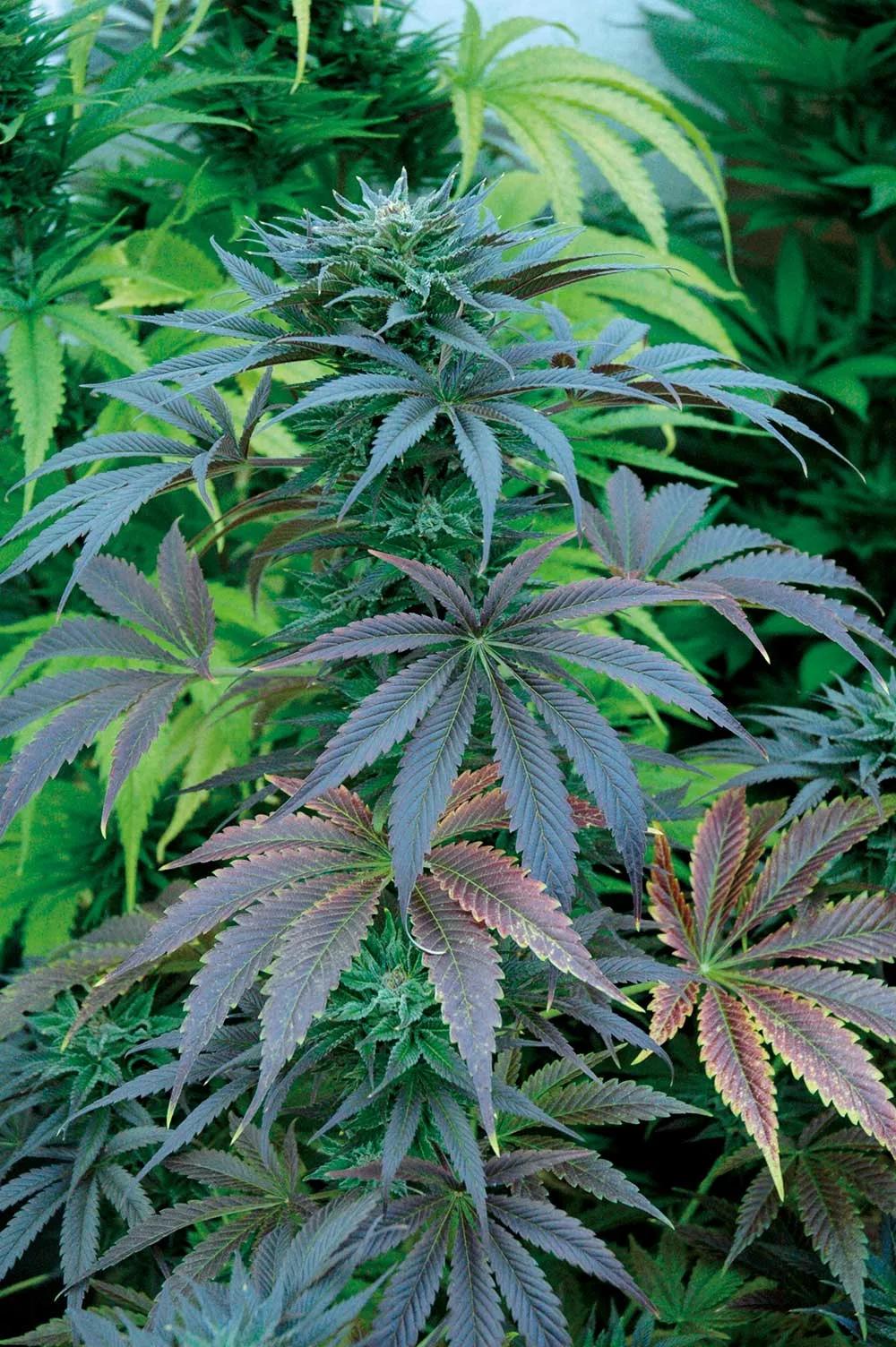 El frío intenso por la noche también puede bloquear algunos nutrientes en la tierra y provocar carencias en las plantas.