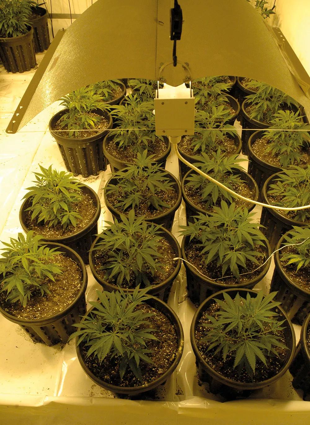 Al principio de crecimiento caben doce plantas por lámpara; no enciende todas las luces hasta que son más grandes.