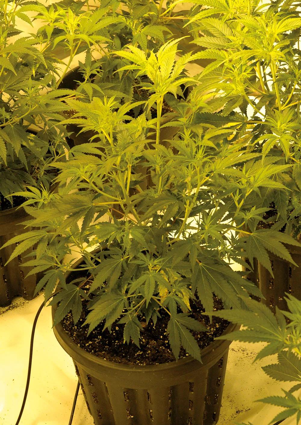 Aspecto de las plantas antes de empezar la floración.