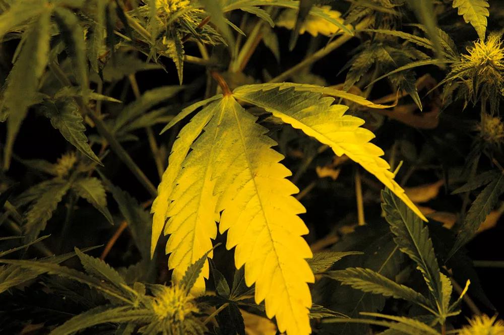 Con el avance de la floración, las hojas más grandes y bajas empiezan a amarillear.