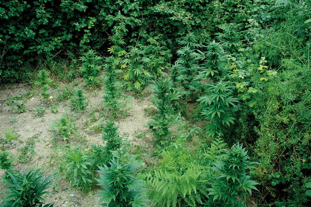 Un cultivo de guerrilla de autoflorecientes, oculto entre las zarzas.