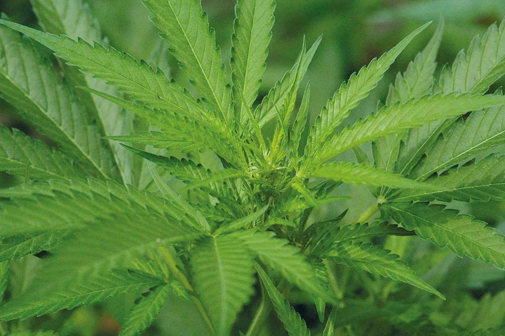 En junio, a los cuatro días de empezar a forzar la floración.
