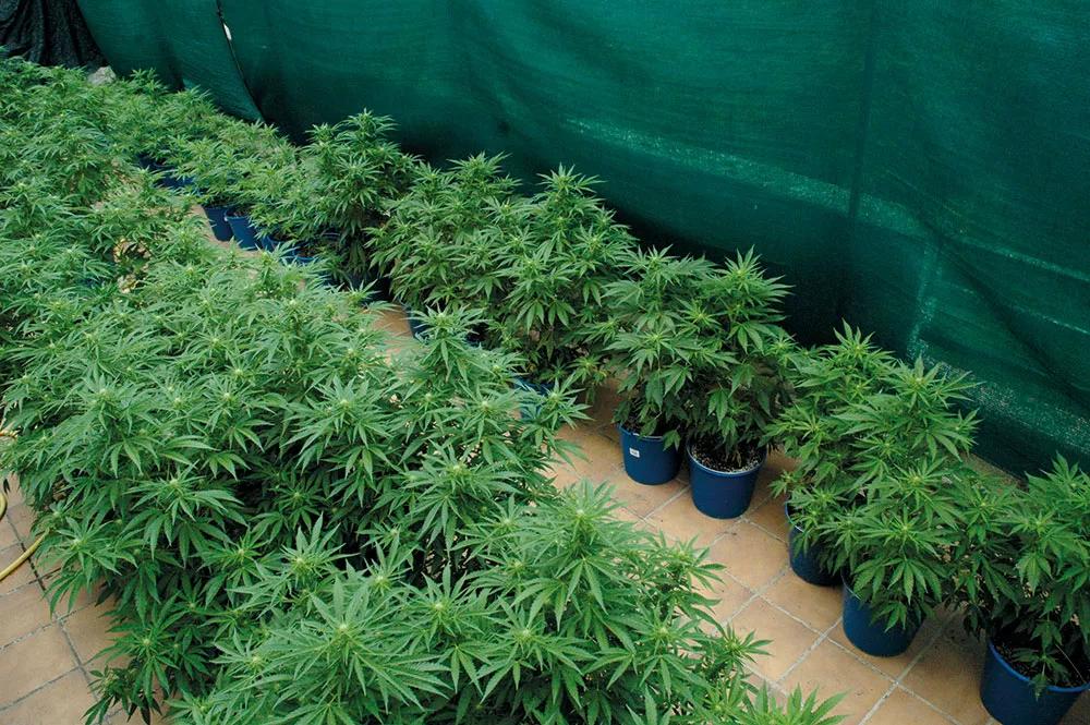 Varias tandas de plantas forzadas: arriba a la izquierda, las que aún no han empezado a florecer.