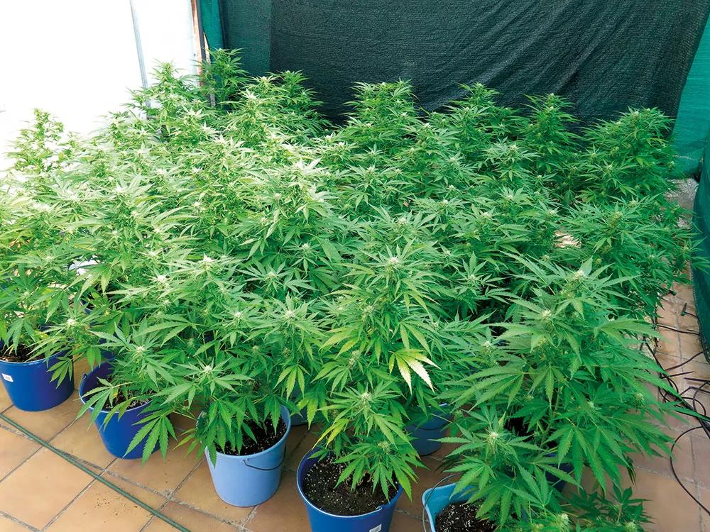 Las plantas de exterior forzadas florecen casi como si fueran de interior.