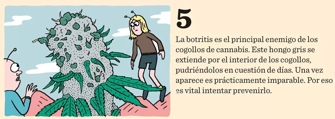 Las nueve peores plagas del cultivo y cómo combatirlas
