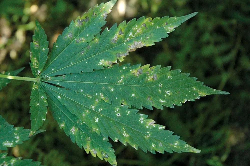 Una hoja llena de manchas, mordiscos y agujeros: señal de plagas y problemas para el cultivador.