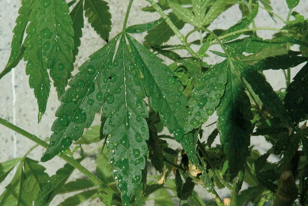 Es importante fumigar a fondo las plantas para que el insecticida llegue hasta el último rincón.