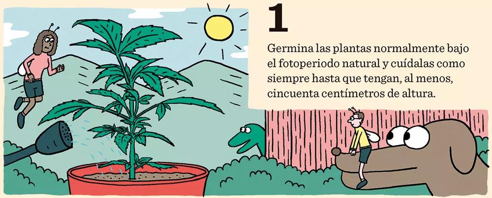 Cómo cosechar dentro de sesenta días o menos: doce pasos para controlar la floración