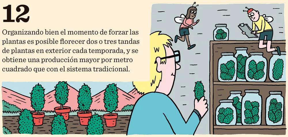 Cómo cosechar dentro de sesenta días o menos: doce pasos para controlar la floración
