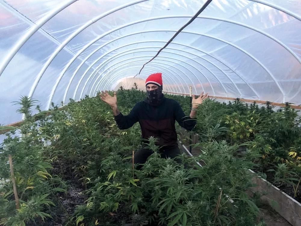 Ezu rodeado de setecientas plantas de marihuana en floración.