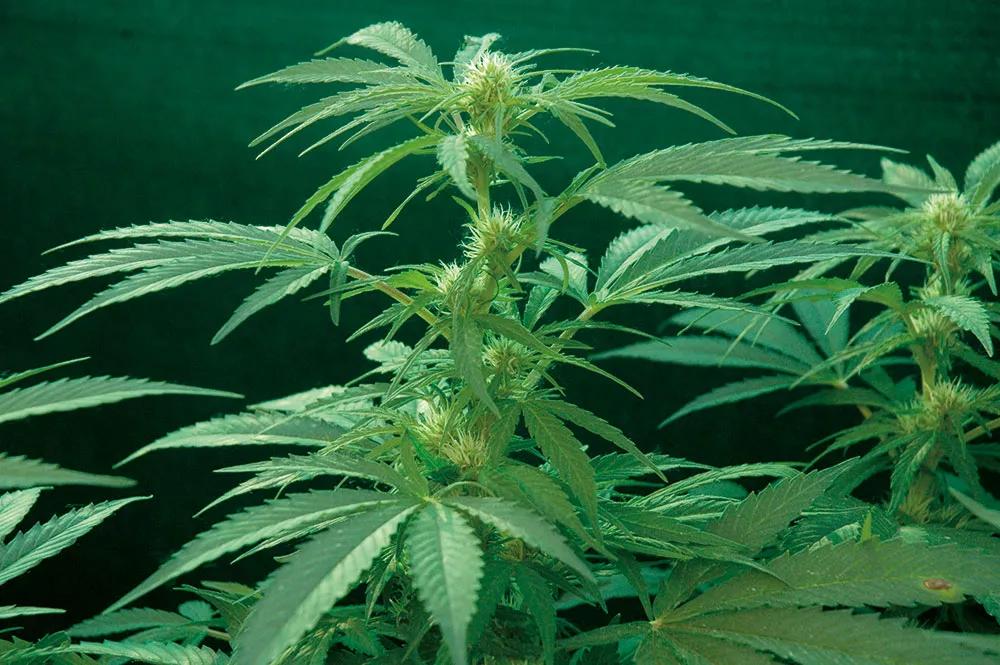 La floración se produce de forma similar a la de las plantas cultivadas en interior.