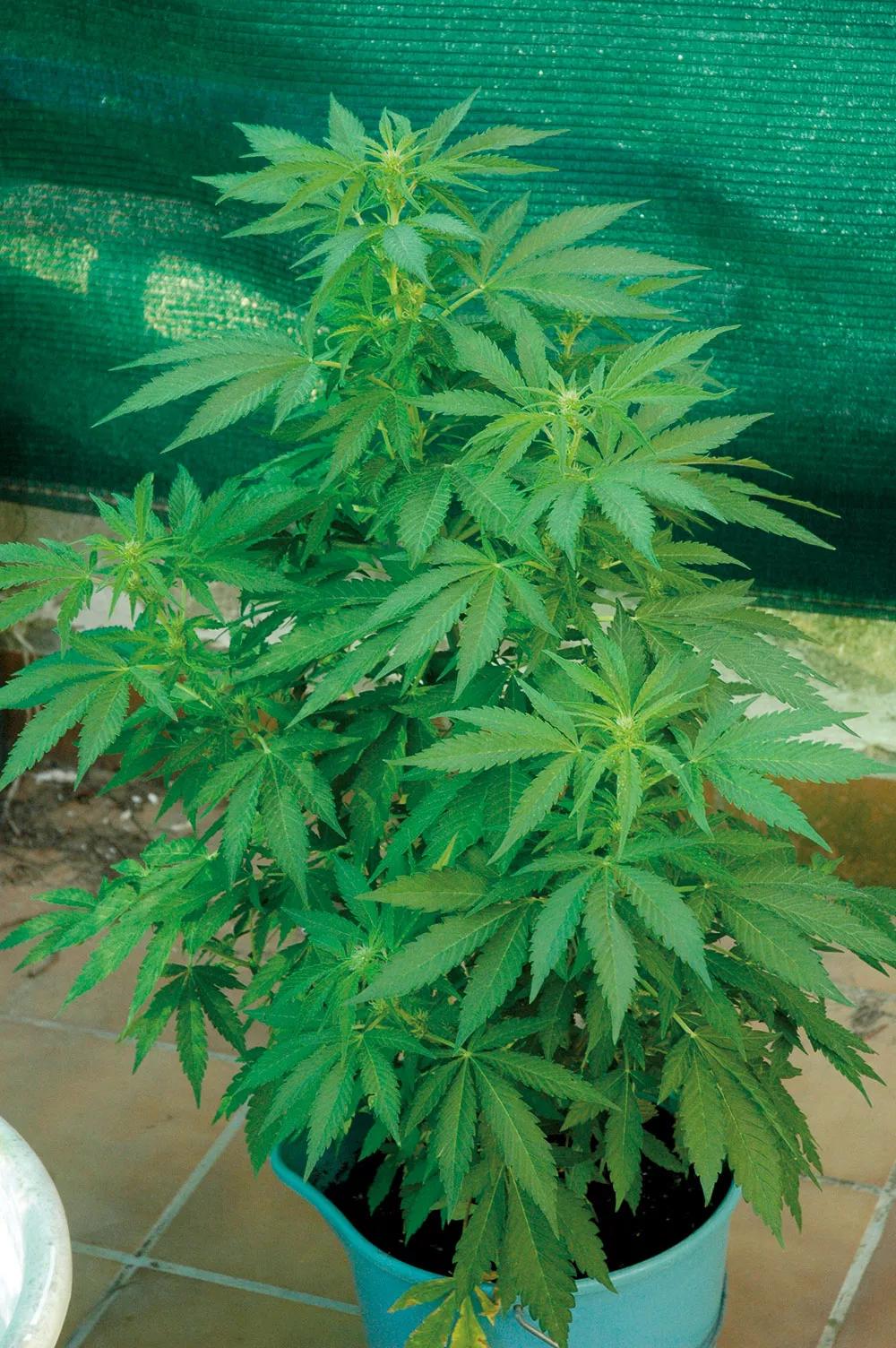 La intensidad lumínica del verano crea plantas frondosas y productivas.