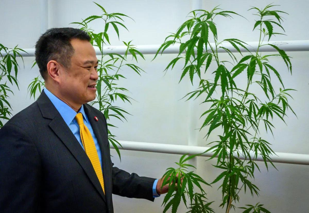 Tailandia declarará cuatro variedades de cannabis como Patrimonio Nacional