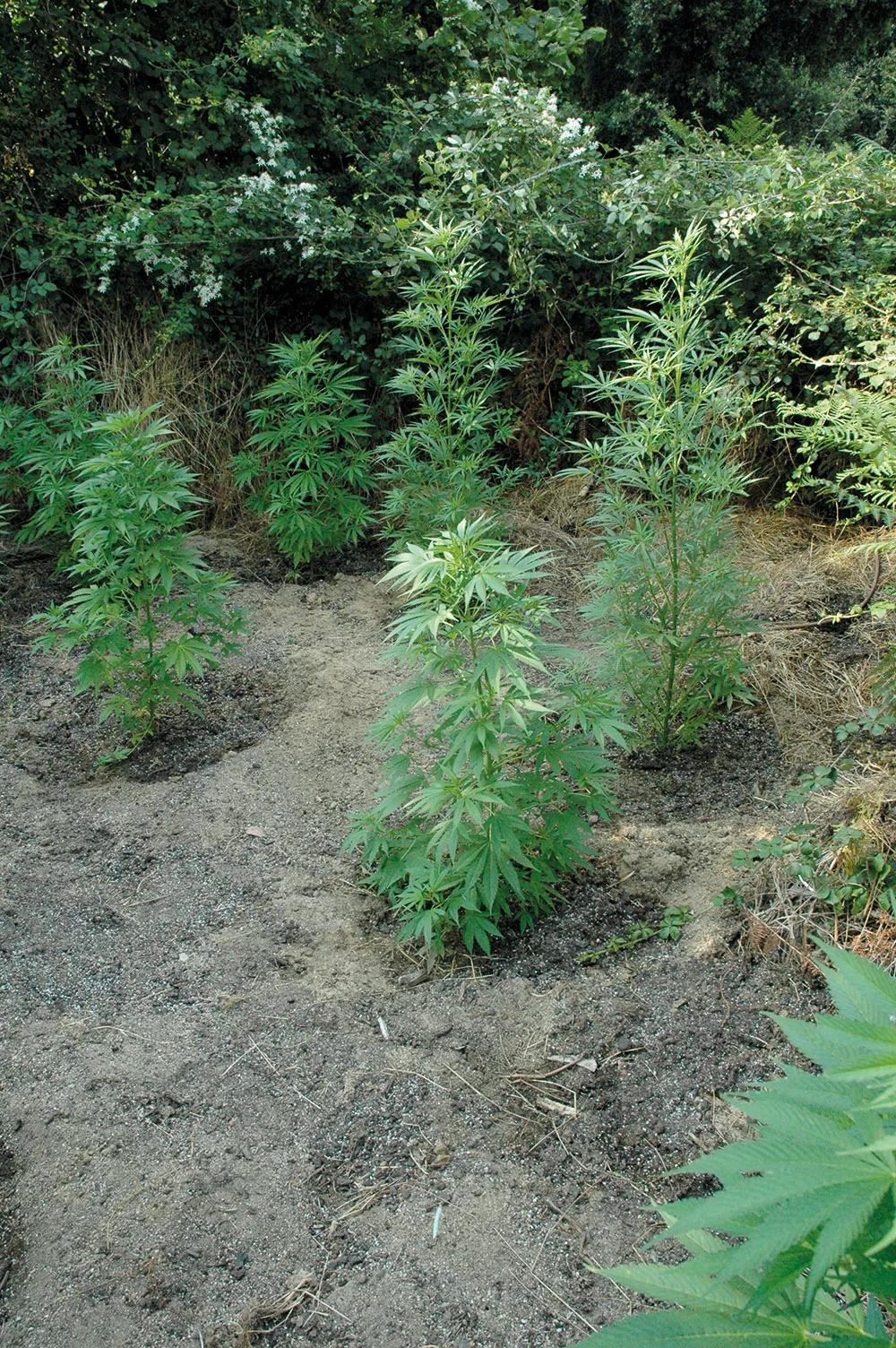 En exterior, construye un alcorque alrededor de cada planta para que el agua de riego no se vaya lejos del tallo.