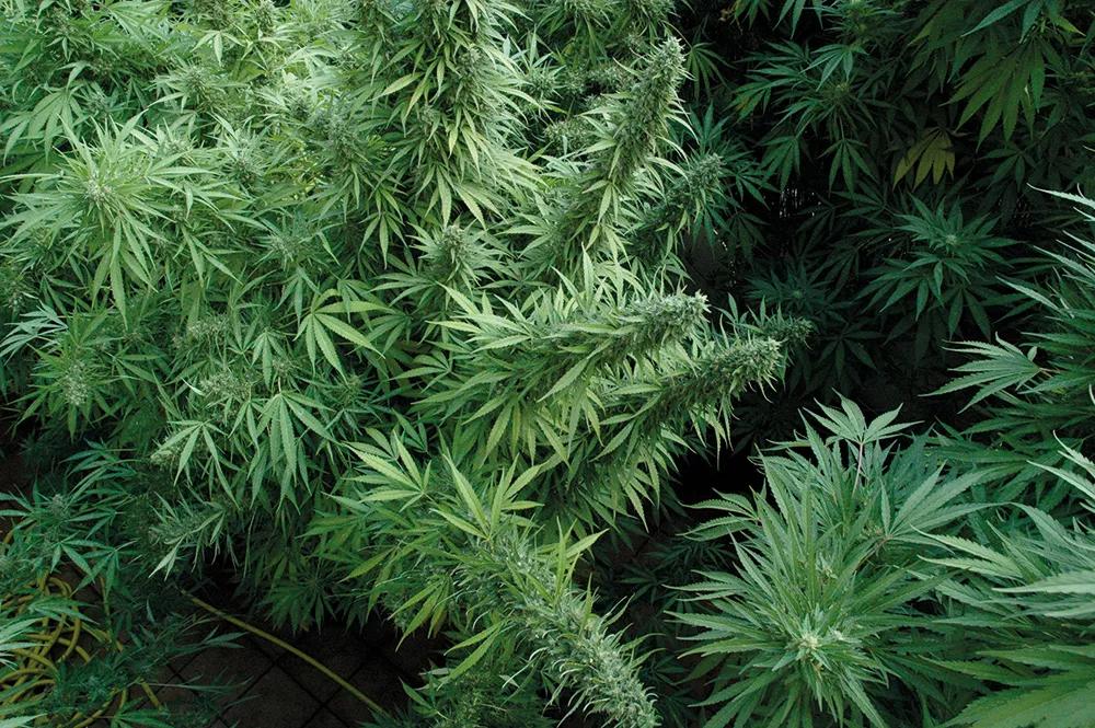 En una plantación tan densa, una cierta poda de hojas grandes y ramas débiles puede ayudar a aumentar la aireación y evitar hongos y plagas.