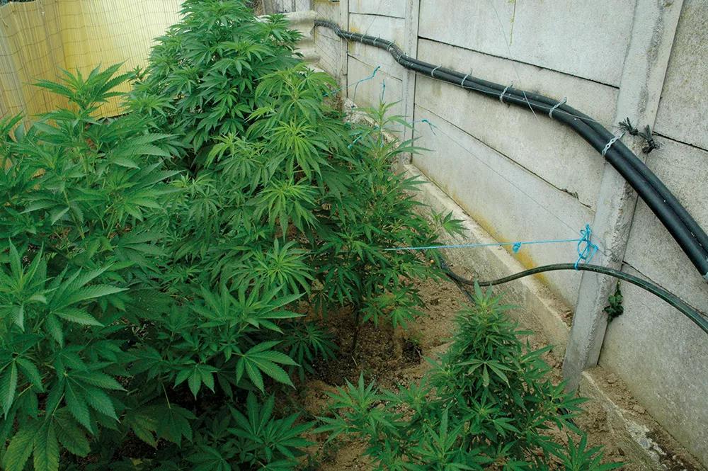 Plantas atadas para mantenerlas bajas.