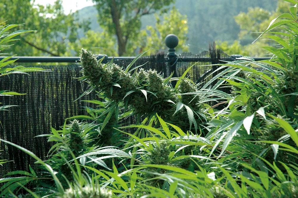 Otro ejemplo de supercropping en cogollos de exterior; se puede hacer incluso en plena floración.