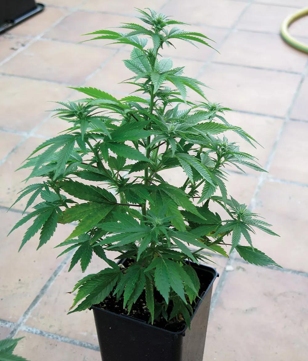 Planta sin despuntar: una rama central principal rodeada de varias ramas secundarias.