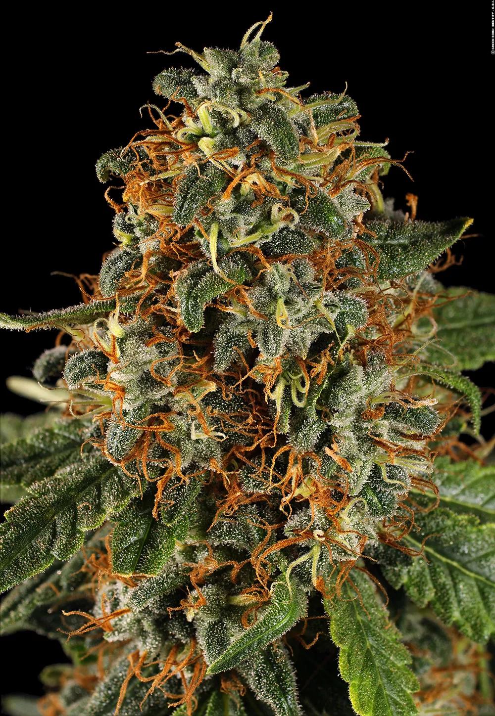 Space Cookies 