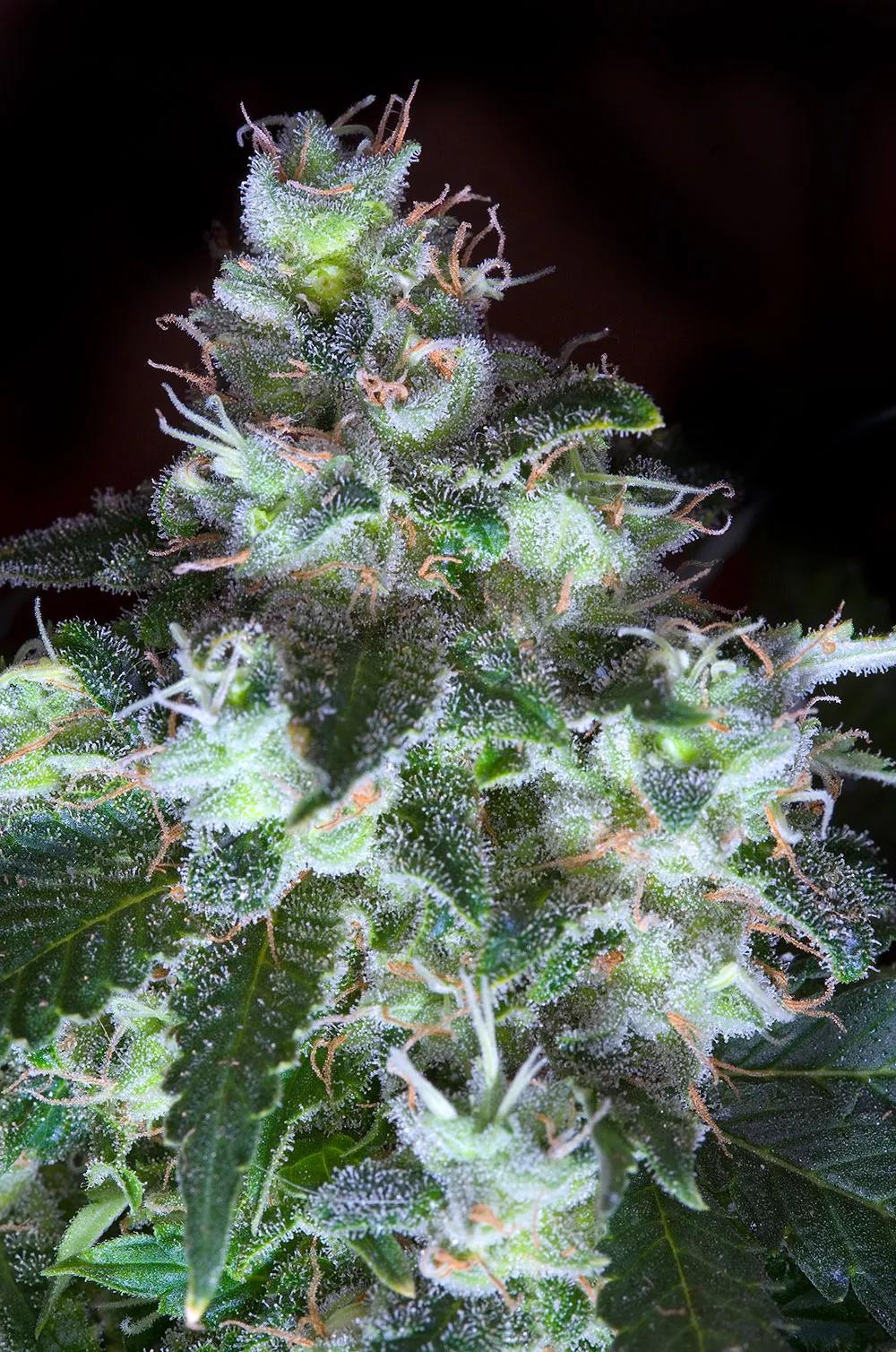 White Widow