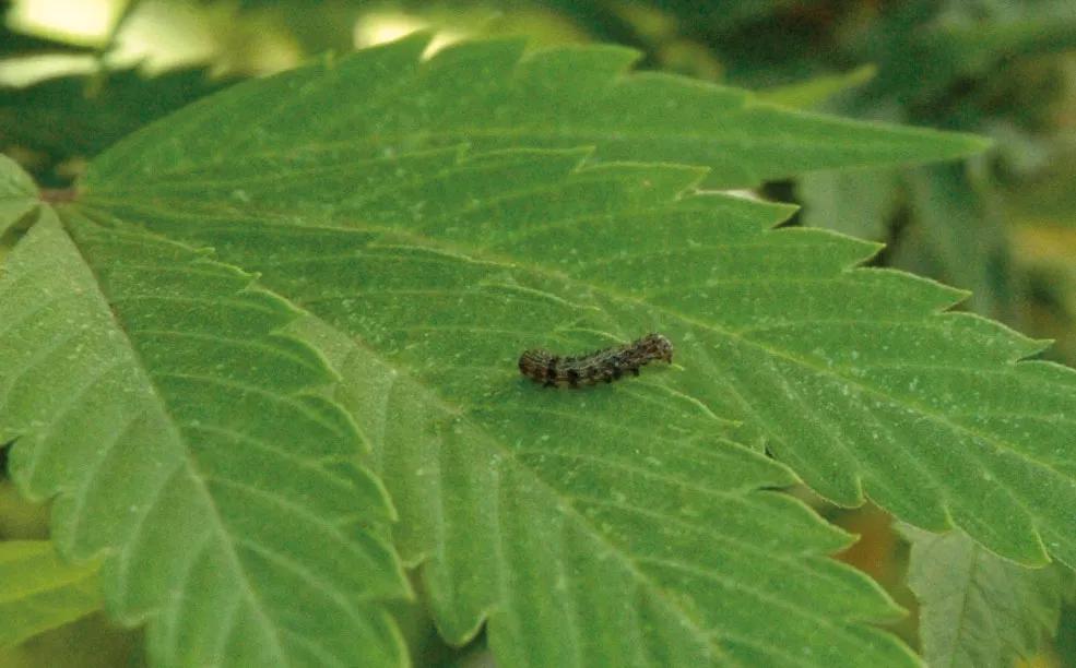 Esta oruga, aunque es de color oscuro, es joven y más débil frente al Bacillus thuringiensis.