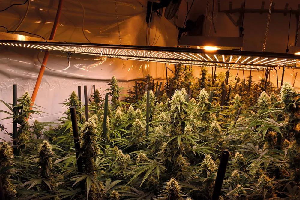 En el cultivo con ledes es especialmente importante controlar el VPD para que las plantas transpiren adecuadamente.