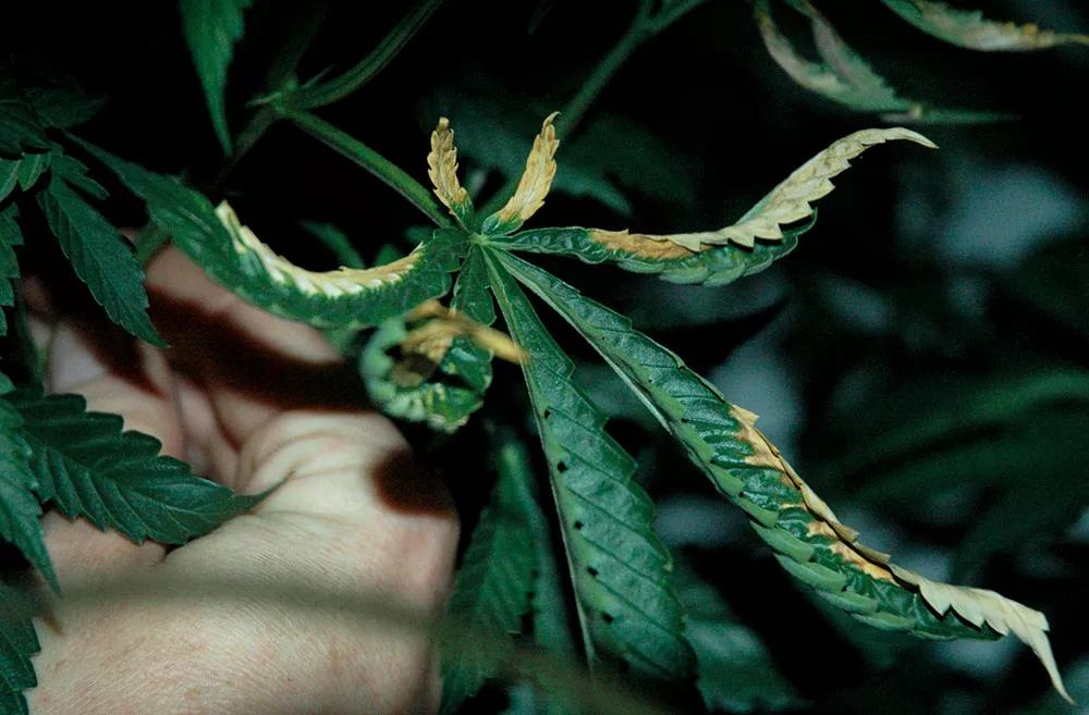 Esta hoja se ha quemado por tener la lámpara demasiado cerca; no ha podido transpirar lo suficiente como para mantenerla fresca.