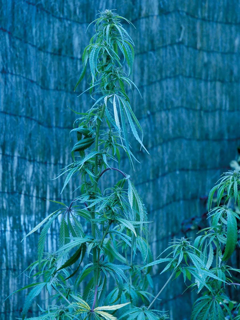 Cuando el VPD es excesivo, la planta se acaba marchitando, y no siempre es porque le falte agua en las raíces, a veces sencillamente no es capaz de absorberla lo suficientemente rápido.