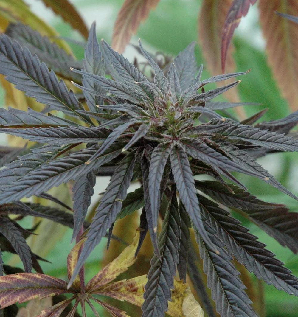 Sativa morada en cosecha de primavera con noches muy frías.