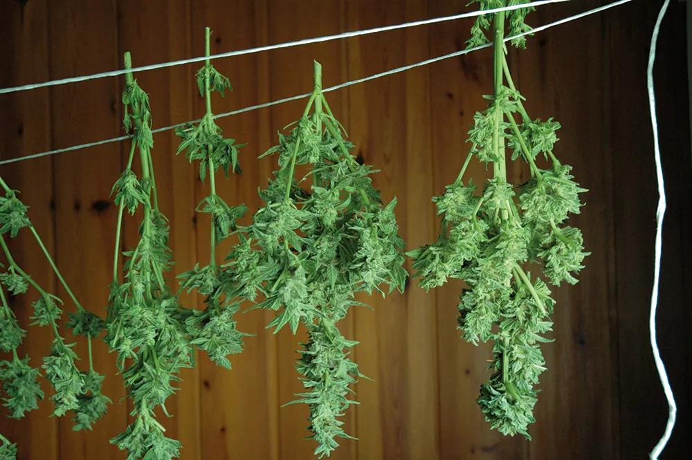Pero la cuerda tradicional con espacio suficiente entre plantas es imbatible.