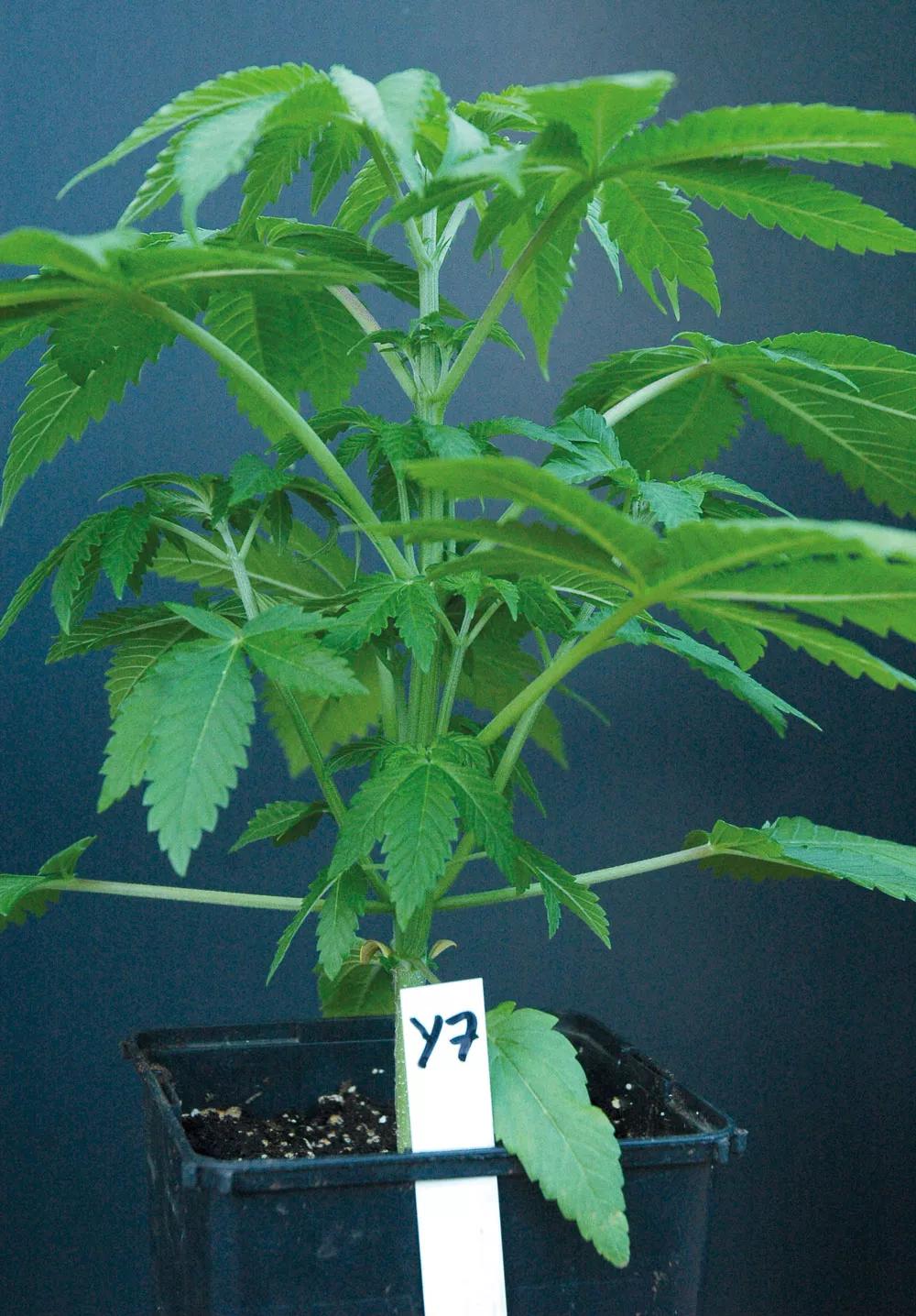 Este es un buen tamaño para poner la planta a florecer, pero la maceta es demasiado pequeña.