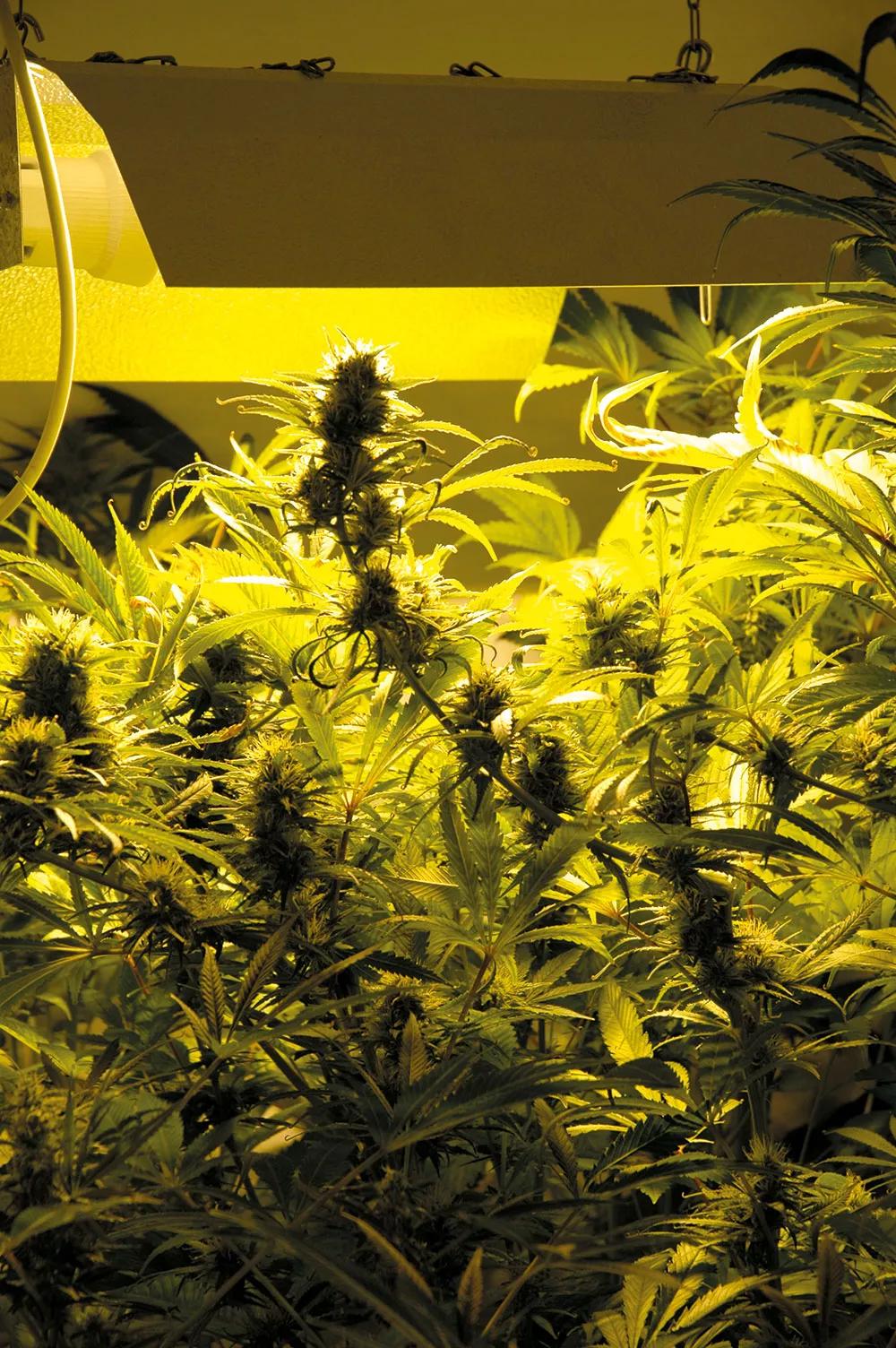 Estas plantas están demasiado cerca de la lámpara y se acabarán quemando.