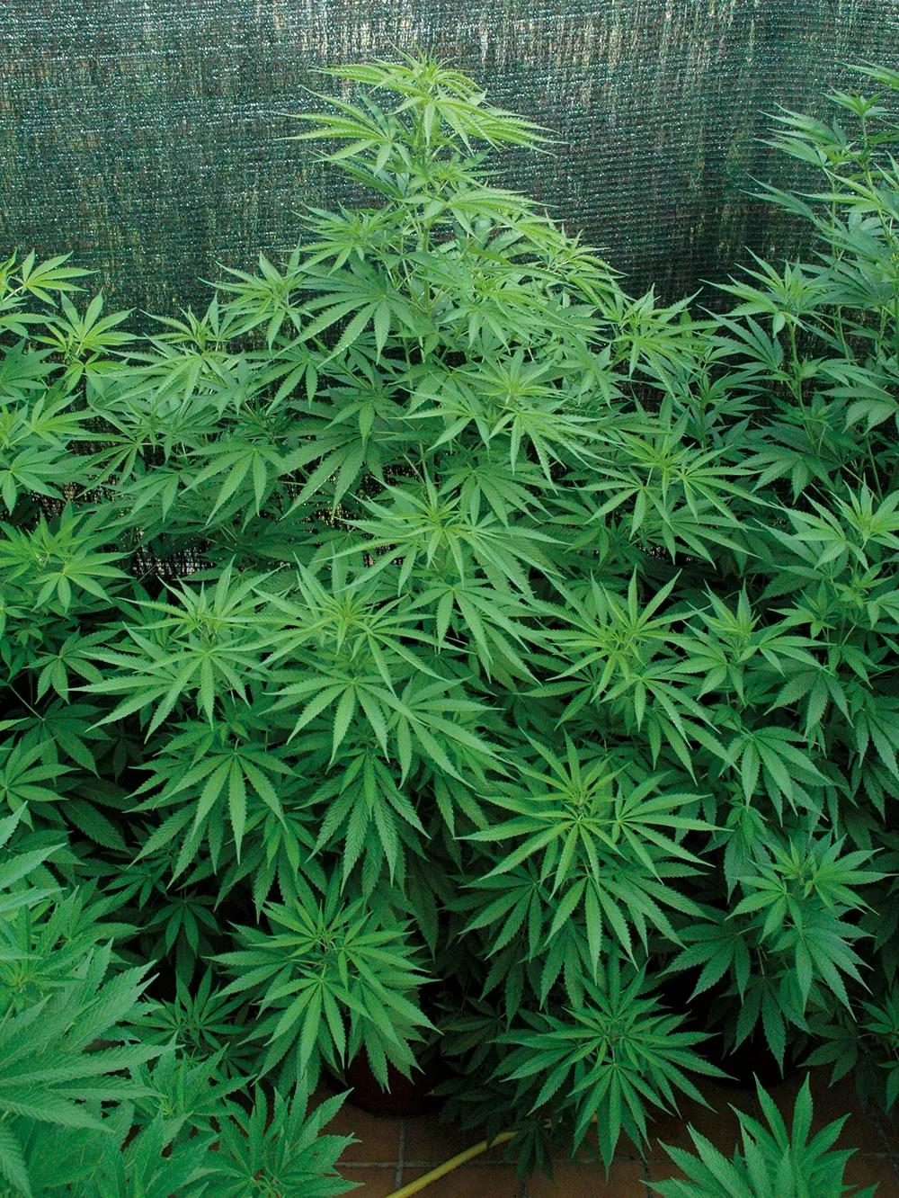 Cuanto más grande es la planta, mayor cantidad de riego necesita.