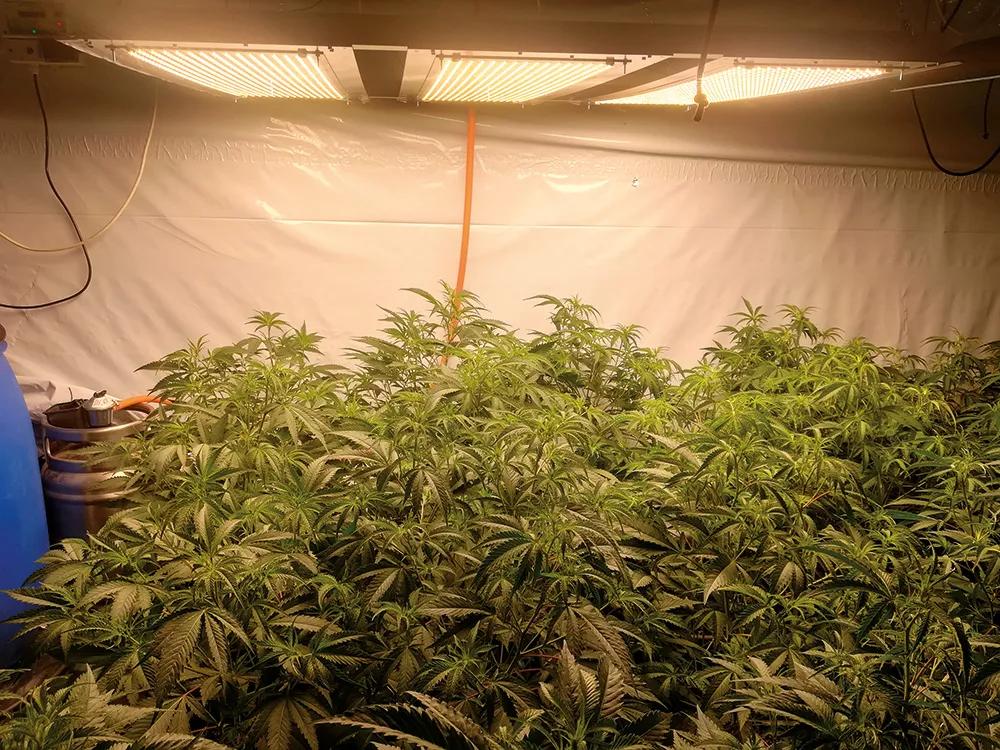 Las ledes no desprenden tanto calor, pero para que las plantas transpiren bien con ellos hay que mantener alta la temperatura del cuarto, por lo que acaba oliendo igual.