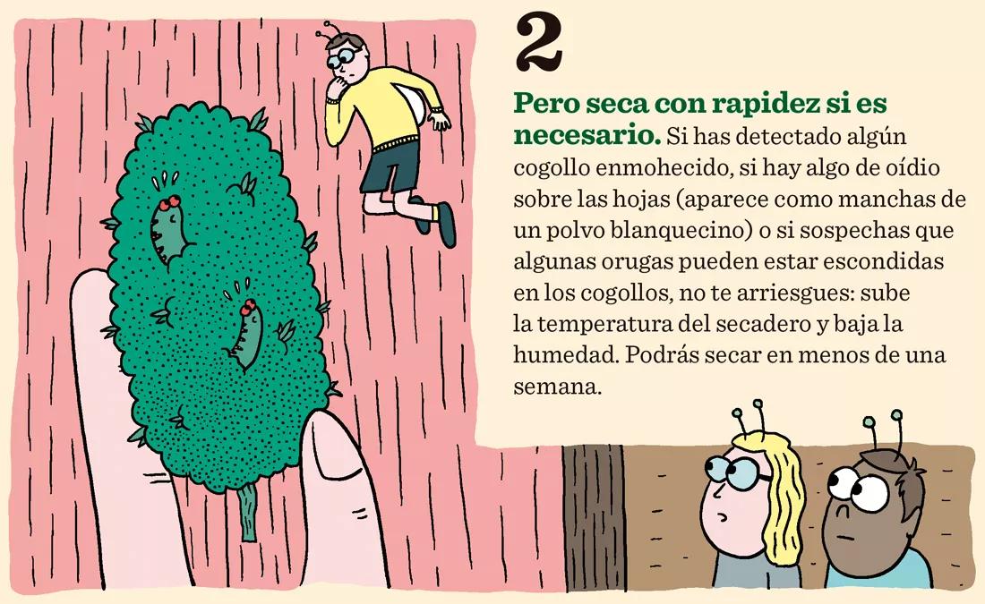 Ocho trucos para secar y curar los cogollos como los profesionales