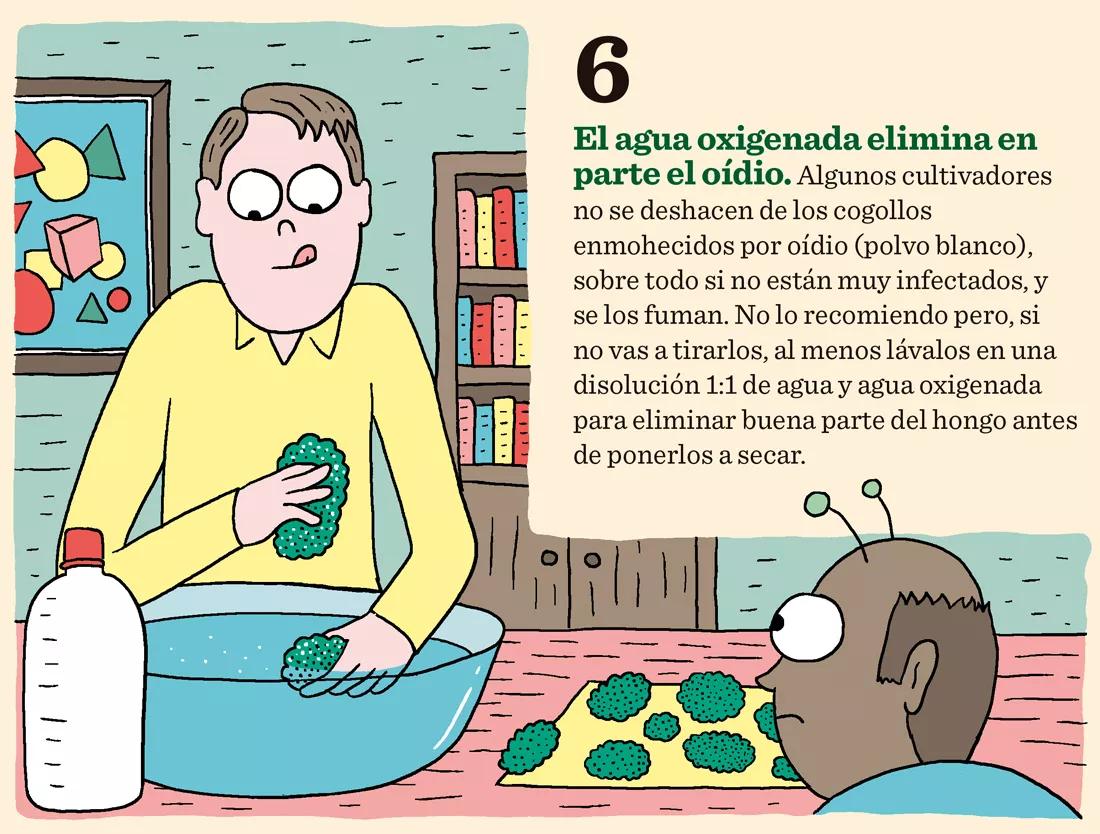 Ocho trucos para secar y curar los cogollos como los profesionales