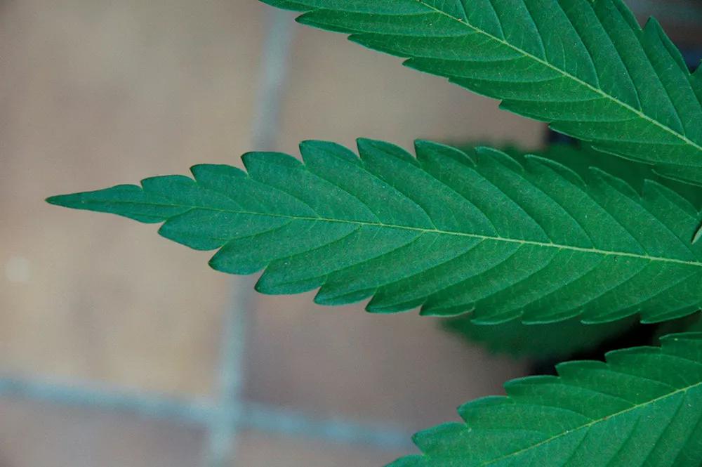 Una hoja sana y bien nutrida tiene un bonito color verde, ni muy claro ni muy oscuro.