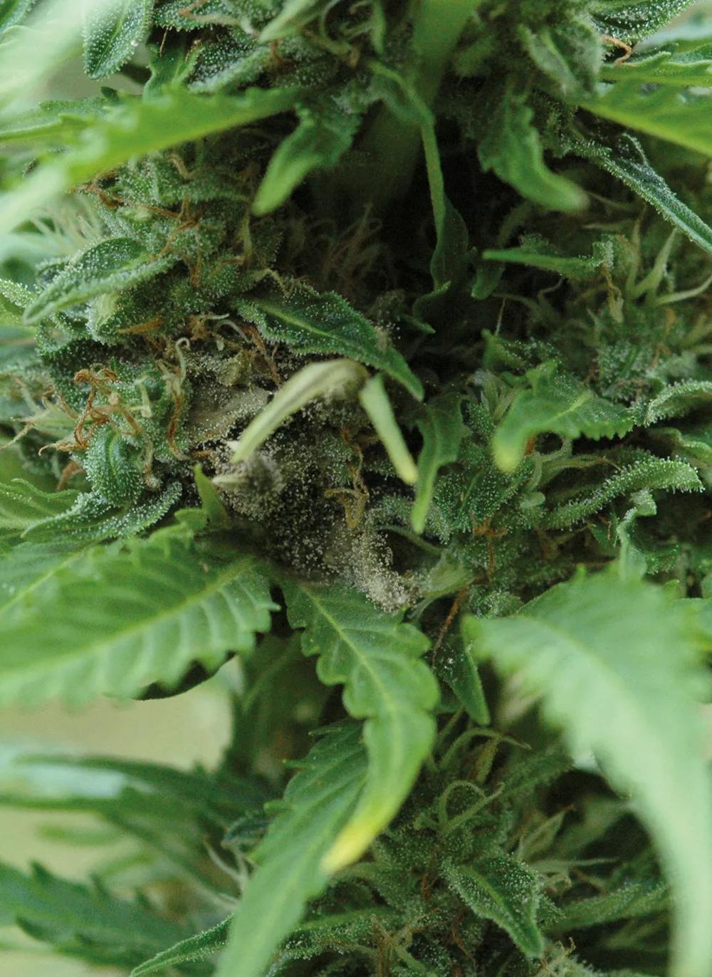 Los hongos también aprovechan las plantas enfermas para instalarse fácilmente en ellas.