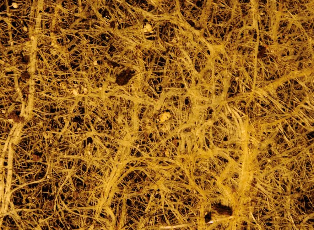 Un buen sistema radicular, sano y vigoroso, ayuda a mantener una proteosíntesis intensa que evite plagas.