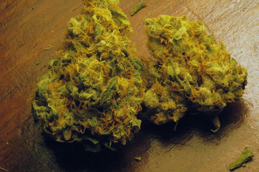 Los cogollos secados en frío mantienen muchos más terpenos en su resina que los que se han secado a altas temperaturas.