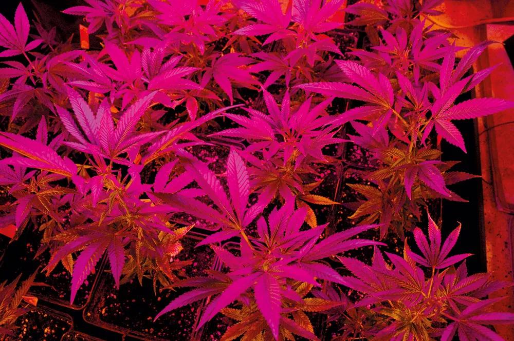 Los espectros azul y rojo son los más activos fotosintéticamente.