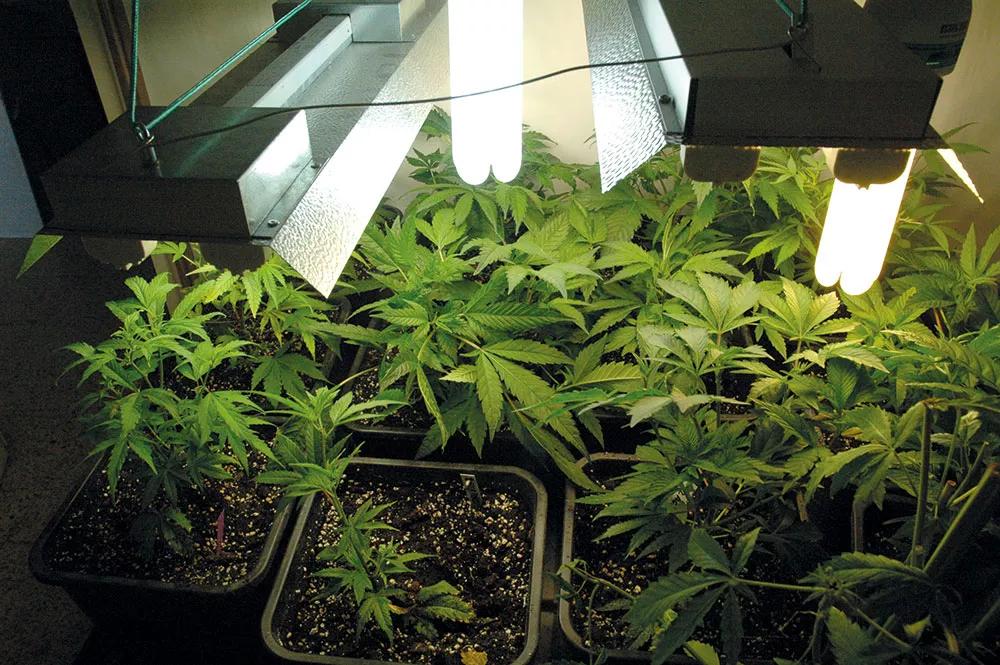 Los fluorescentes son mucho menos eficientes que las ledes pero no van mal para esquejes y plantas pequeñas.