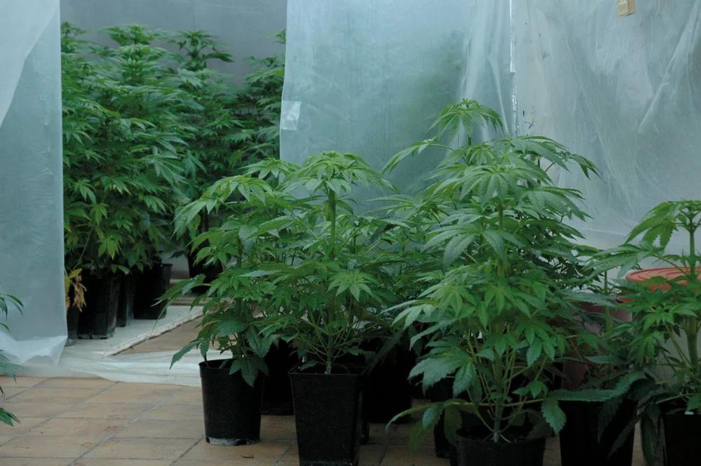 Hablar con las plantas está bien, pero no sirve de nada si no les damos los cuidados que necesitan.