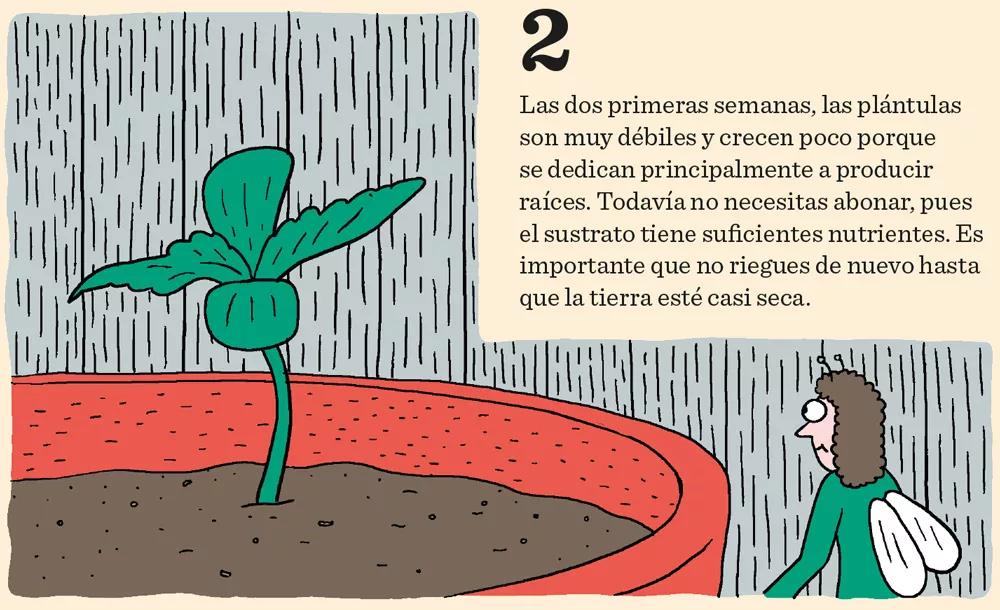 Aprende a cultivar ‘indoor’: doce pasos esenciales entre la germinación y la cosecha