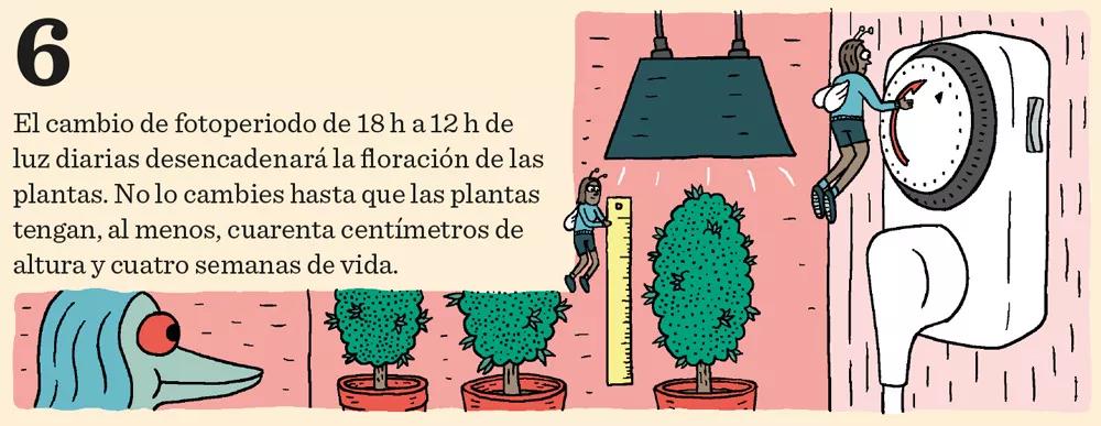 Aprende a cultivar ‘indoor’: doce pasos esenciales entre la germinación y la cosecha