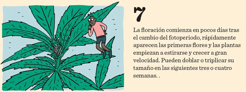 Aprende a cultivar ‘indoor’: doce pasos esenciales entre la germinación y la cosecha