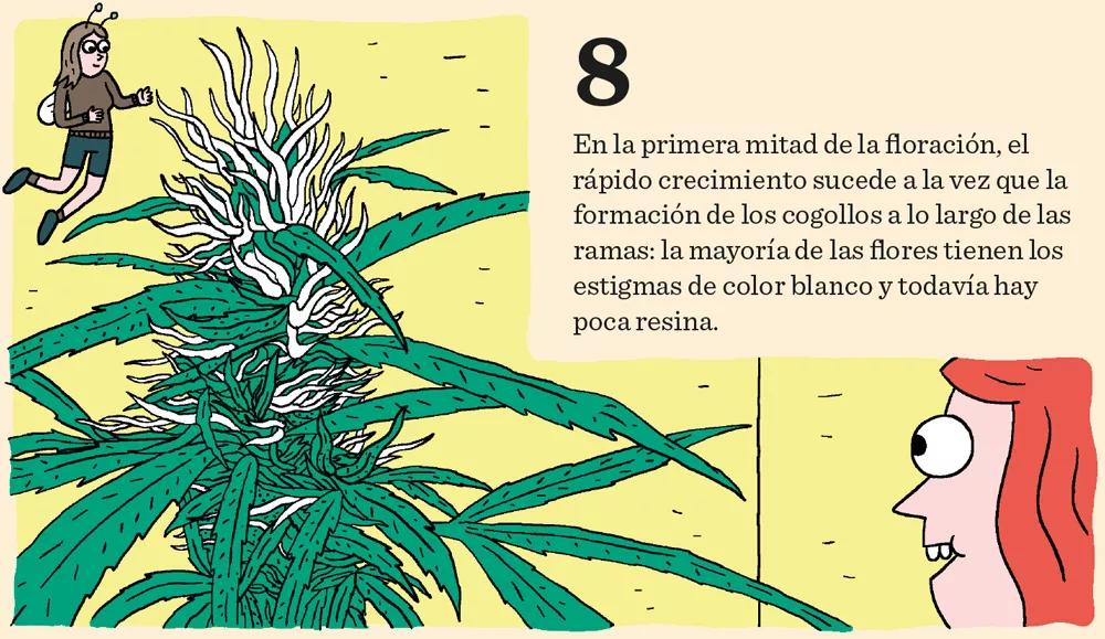 Aprende a cultivar ‘indoor’: doce pasos esenciales entre la germinación y la cosecha