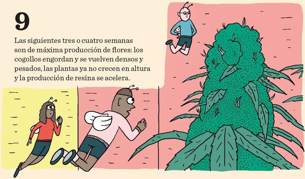 Aprende a cultivar ‘indoor’: doce pasos esenciales entre la germinación y la cosecha